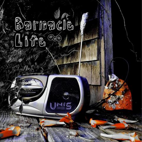 Barnacle Life