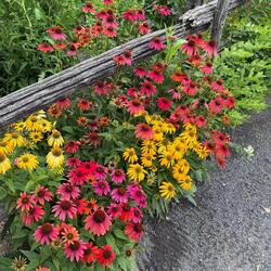 El Amor Se Fortalece