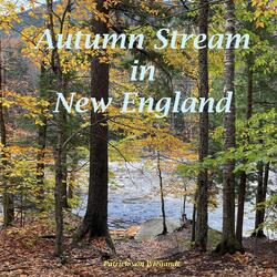 Autumn Stream in New England