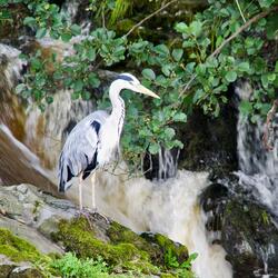 The Unifying Waters of the World