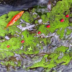 Lets Call It Romance (feat. Zoe Carides)