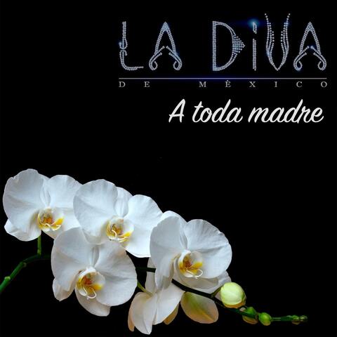 A Toda Madre