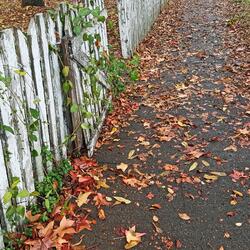 Wandering Not Far from Home