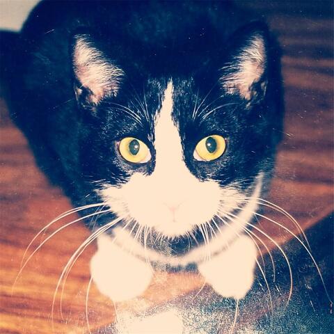 Reflected Through Cataracts