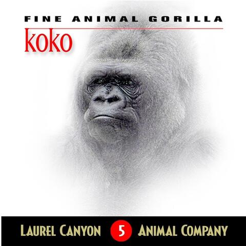Koko - Fine Animal Gorilla