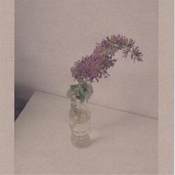 Flores de papel
