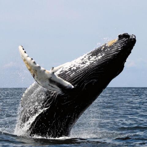 Whalesong in a Digital Sea