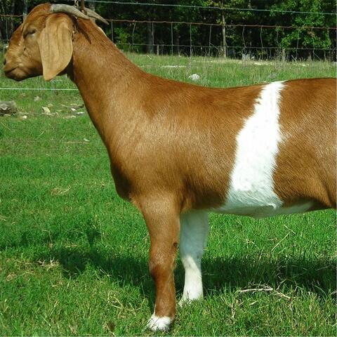 Petroleum Jelly (Live)