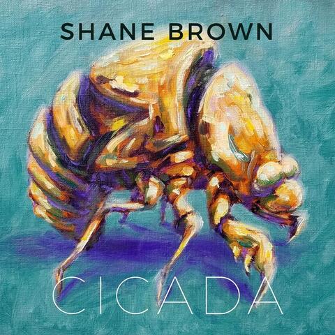 Cicada