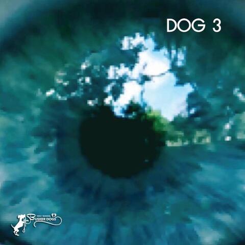 Dog 3