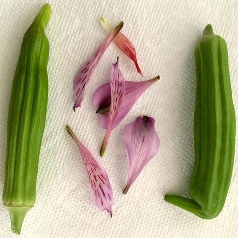 Okra 3