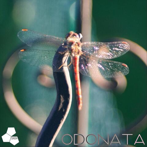 Odonata
