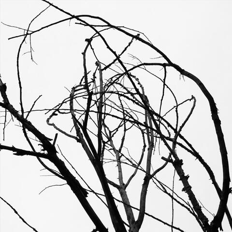The Red Tree