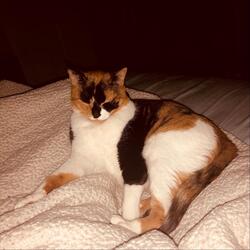 Cat's in the Cradle