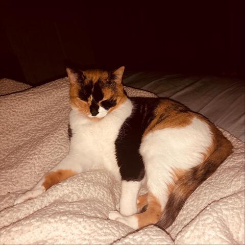 Cat's in the Cradle