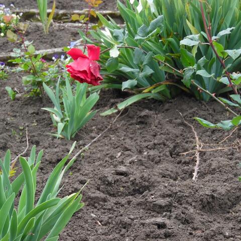 Dónde Está el Amor