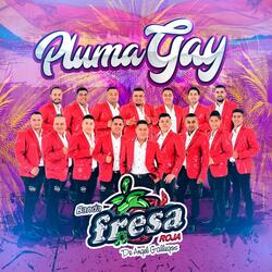Pluma Gay