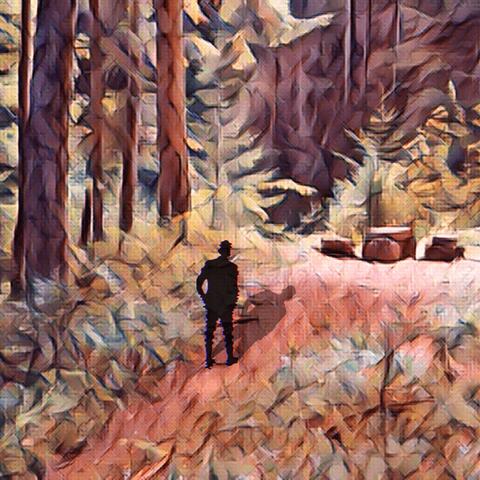 A Walk Through The Woods