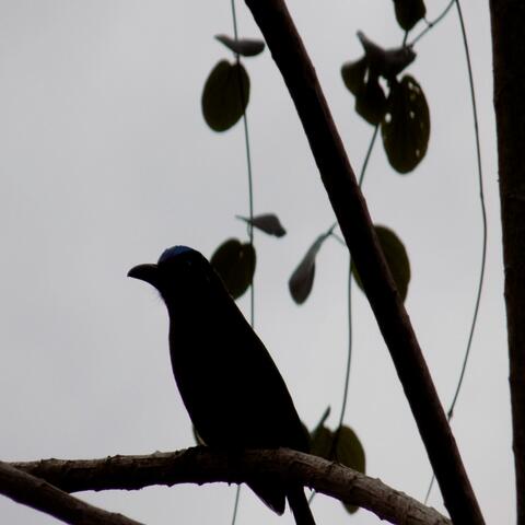 Pajarillo