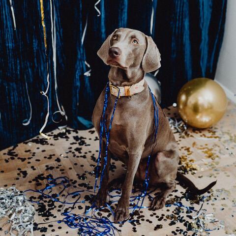 DEAR LORD WHAT DID I DO LAST NIGHT