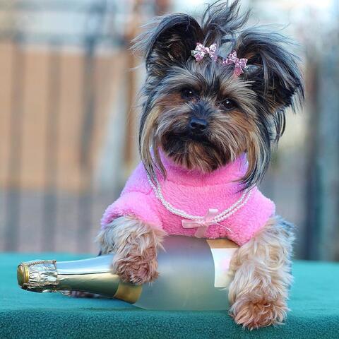 I DON'T EVEN LIKE CHAMPAGNE