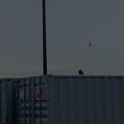 fly