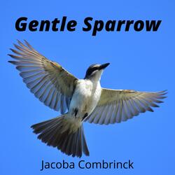 Gentle Sparrow