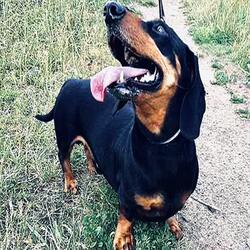 Odin (Ukraine bonus)