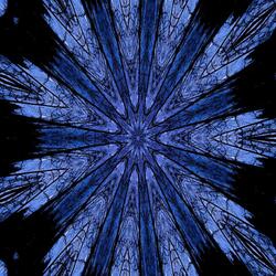 The Psychedelic Daydreams of Fish