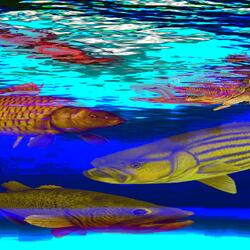 fish