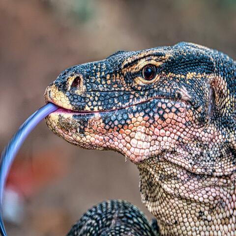 Komodo
