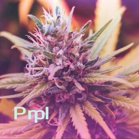 Prpl