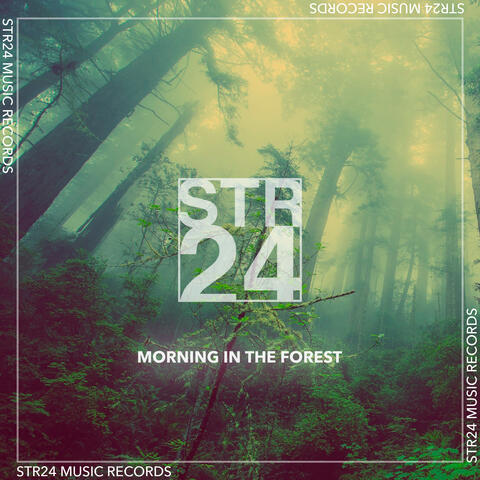 Morning In The Forest