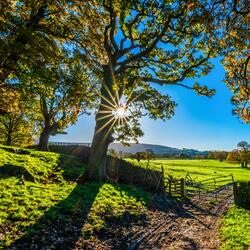 The Sunshine