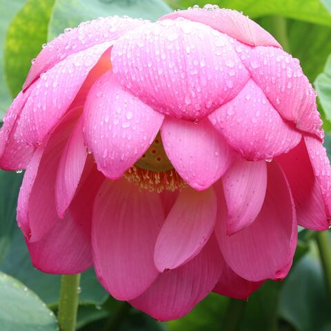 Beautiful Flowers