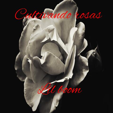 Cultivando rosas