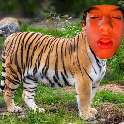 Tigers DO Have Nipples