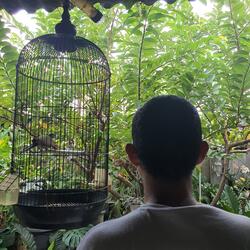 kebun bunga matahari