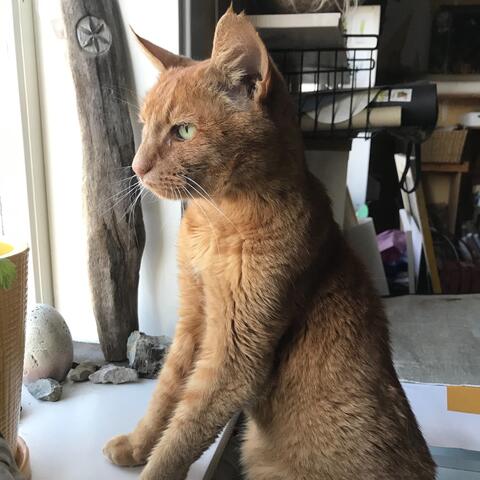 Leo