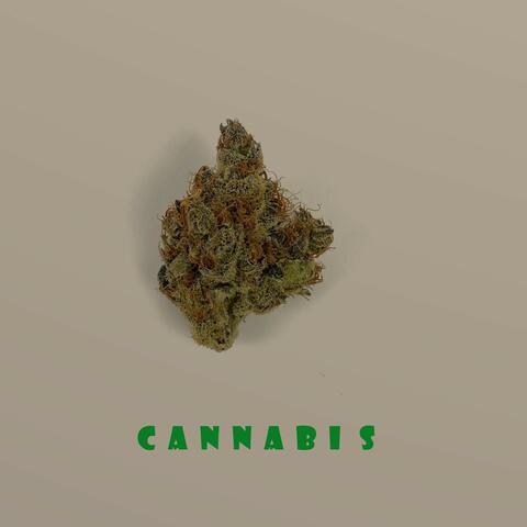 Cannabis