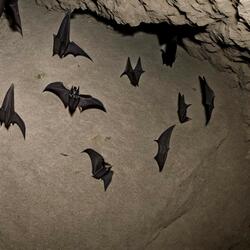 Bat Cave