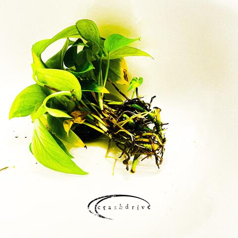 Plantlife