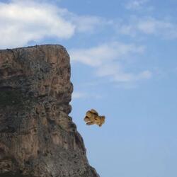 The Cliffs
