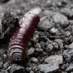 Maggots