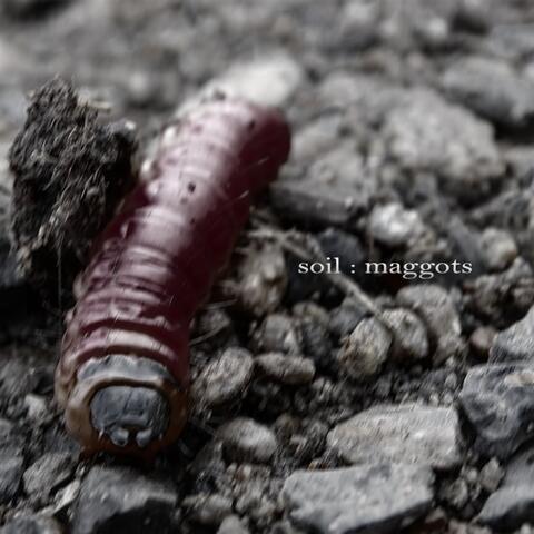 Maggots