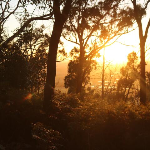 morning breeze