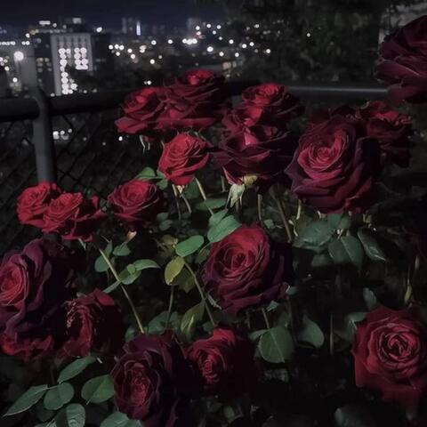 The Rose Blooms Today (Suicidenote ٢)