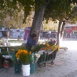 Cascabeles