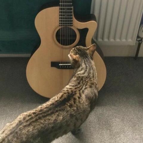 Strumming with the cat