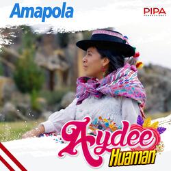 Amapola